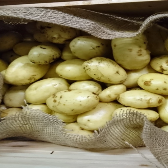 Hotel Hauser St. Moritz - Eigener Gemüsegarten Hauser Garden - Kartoffeln