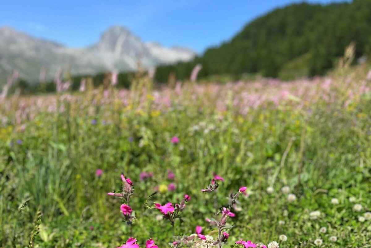 Bergsommer